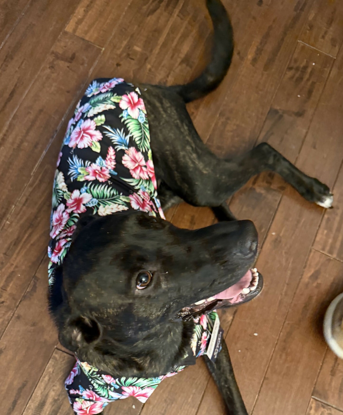 Doggo Hawaiian Shirts