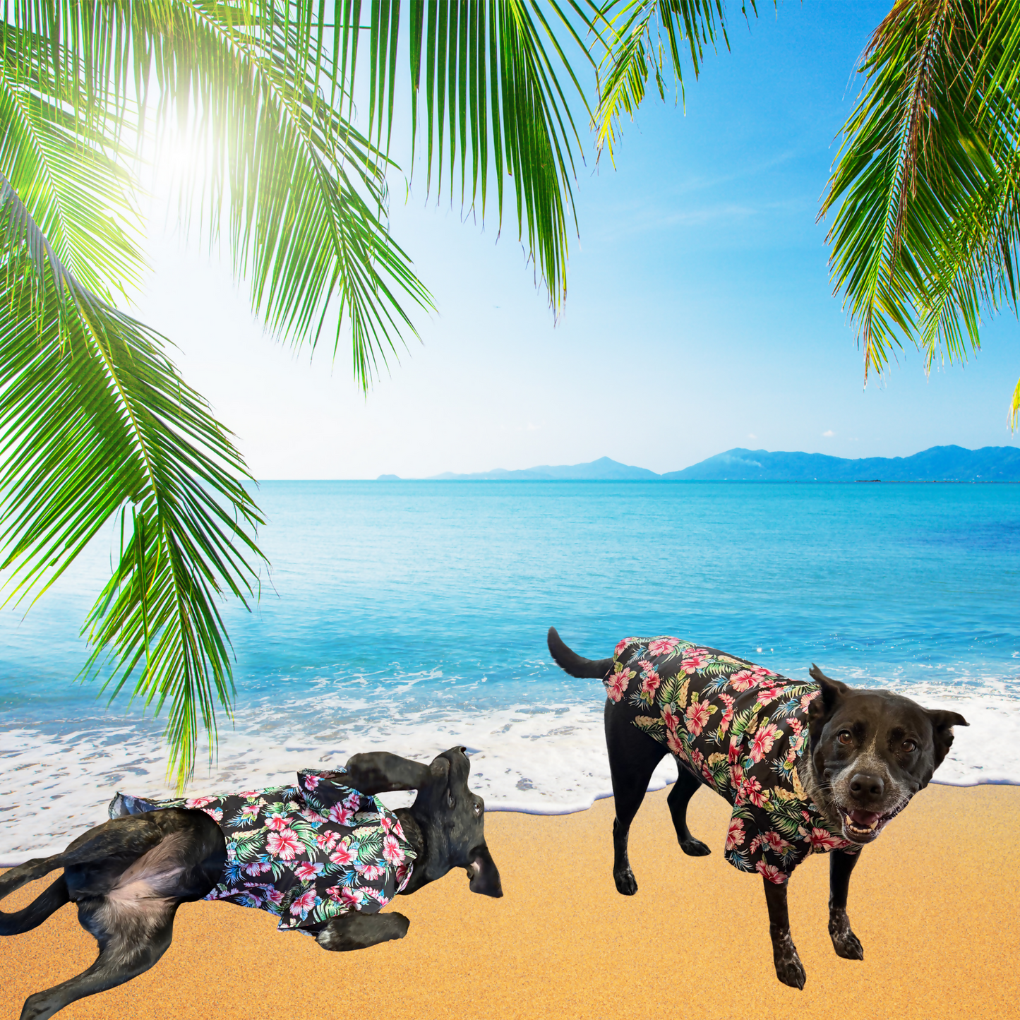 Doggo Hawaiian Shirts